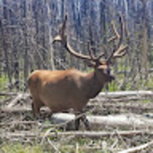 Meet your Posher, Misty